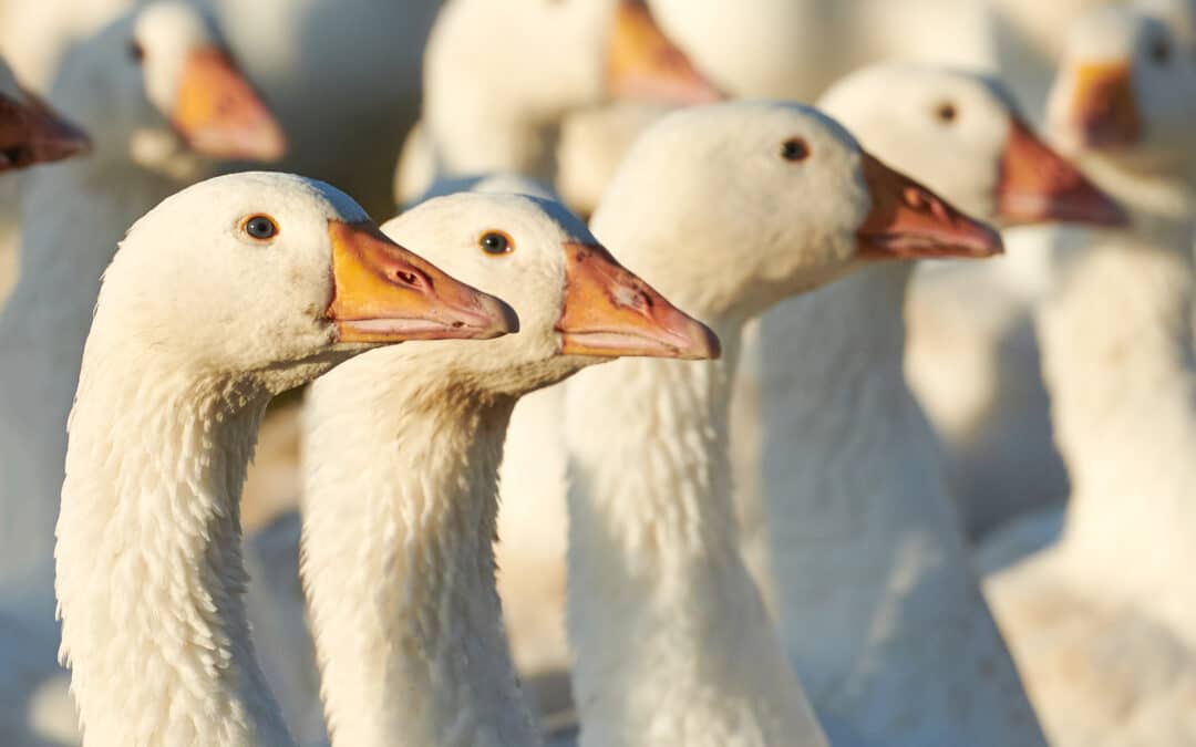 Markeruper Gänse und Enten