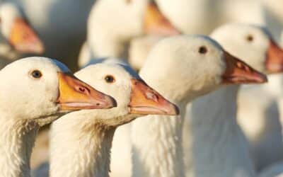 Markeruper Gänse und Enten