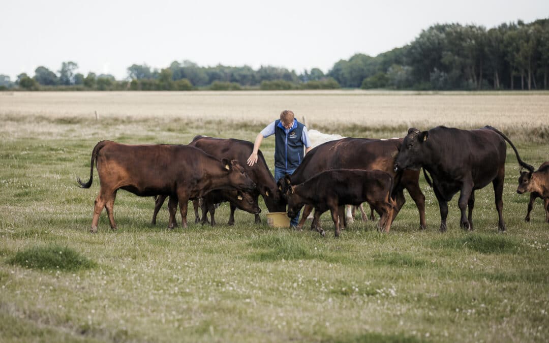 Elbmarsch Wagyu