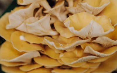 Nordic Fungi