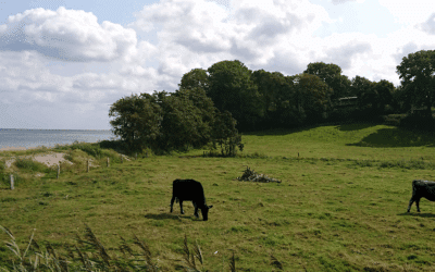 Baltic Wagyu
